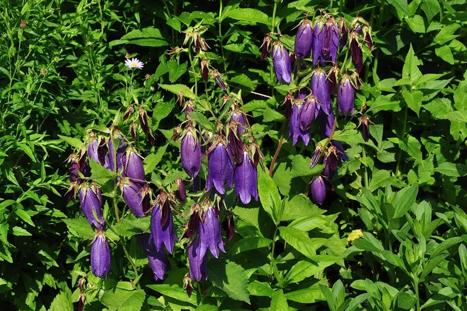 Campanula punctata 'Sarastro'