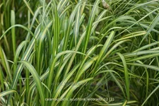 Calamagrostis x acutiflora 'Eldorado'