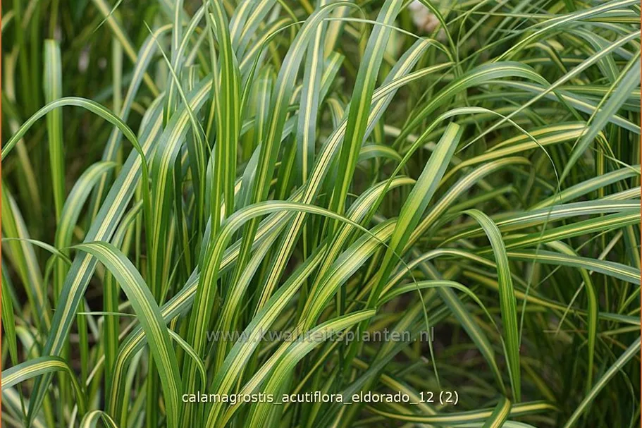 Calamagrostis x acutiflora 'Eldorado'