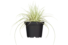 Carex oshimensis 'Green Wonder'