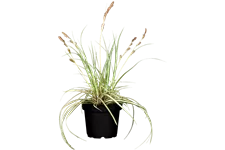 Carex oshimensis 'Green Wonder'