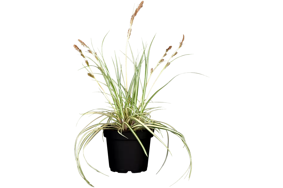 Carex oshimensis 'Green Wonder'