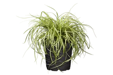 Carex oshimensis 'Green Wonder'