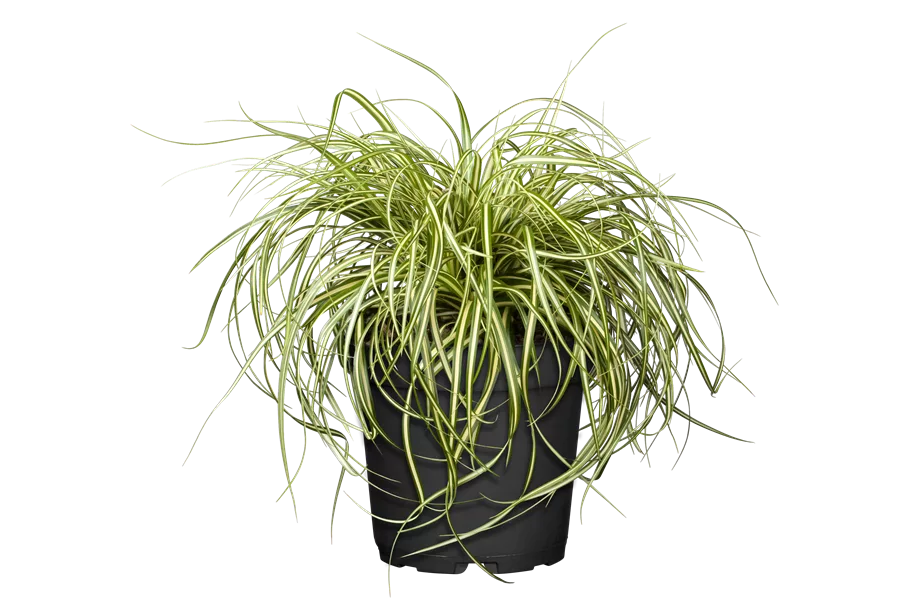 Carex oshimensis 'Green Wonder'