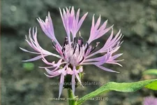 Centaurea montana 'Carnea'