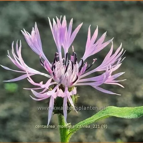 Centaurea montana 'Carnea'