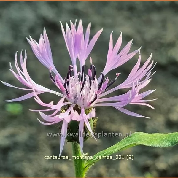 Centaurea montana 'Carnea'