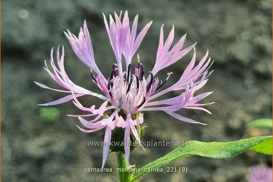 Centaurea montana 'Carnea'
