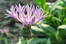 Centaurea montana 'Carnea'