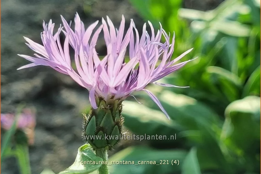 Centaurea montana 'Carnea'