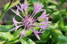 Centaurea montana 'Carnea'
