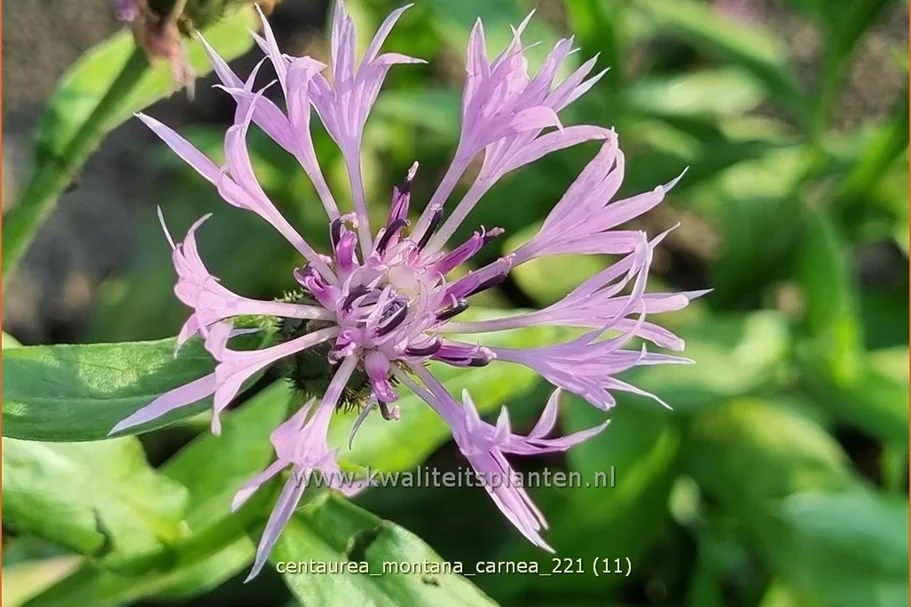 Centaurea montana 'Carnea'