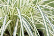 Carex oshimensis 'Evergold'