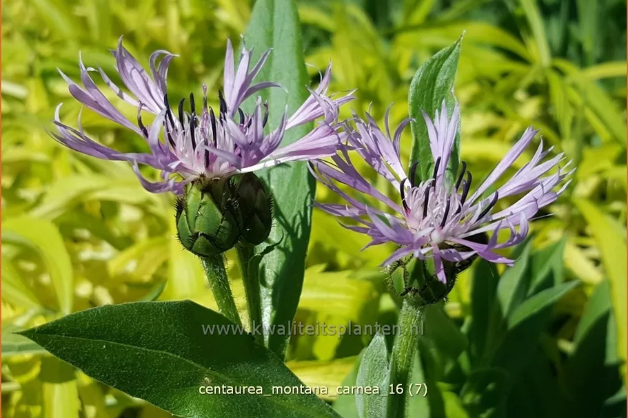 Centaurea montana 'Carnea'