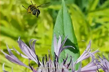 Centaurea montana 'Carnea'