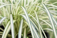 Carex oshimensis 'Evergold'