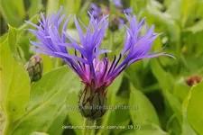 Centaurea montana 'Coerulea'