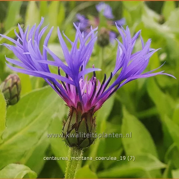 Centaurea montana 'Coerulea'