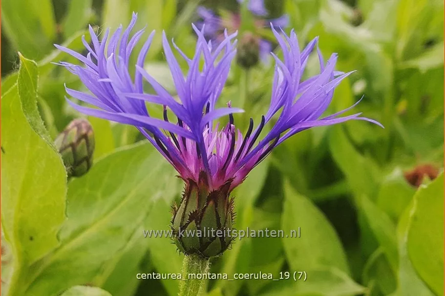 Centaurea montana 'Coerulea'