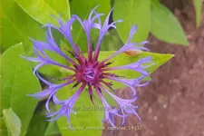 Centaurea montana 'Coerulea'