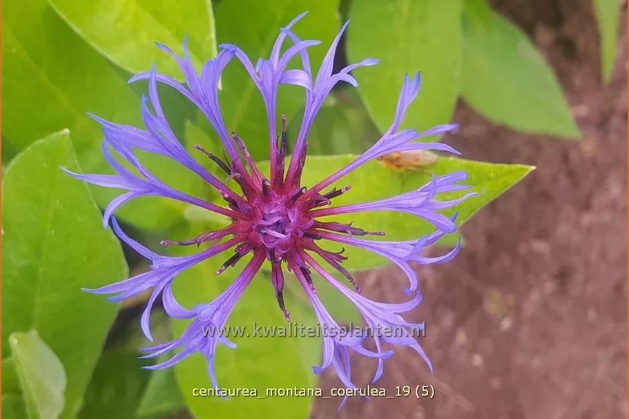 Centaurea montana 'Coerulea'
