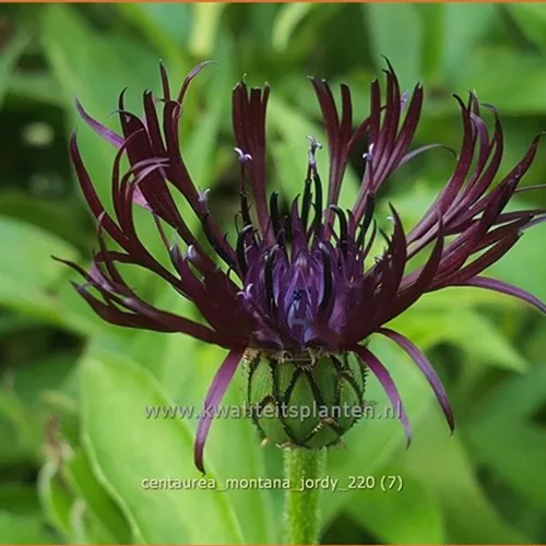 Centaurea montana 'Jordy'®