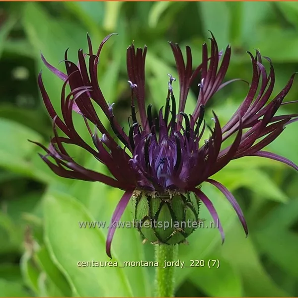 Centaurea montana 'Jordy'®