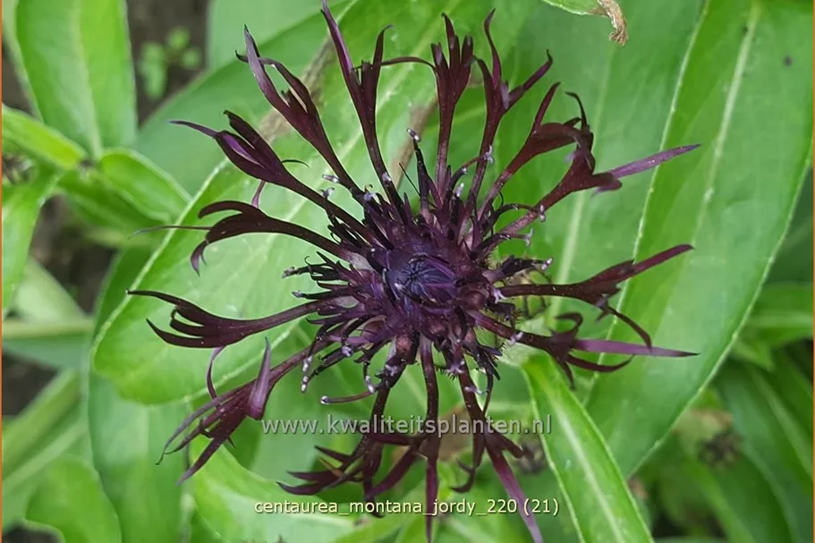 Centaurea montana 'Jordy'®