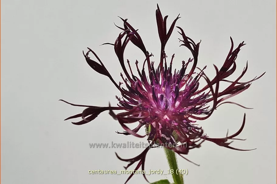 Centaurea montana 'Jordy'®