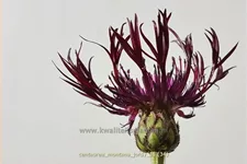 Centaurea montana 'Jordy'®