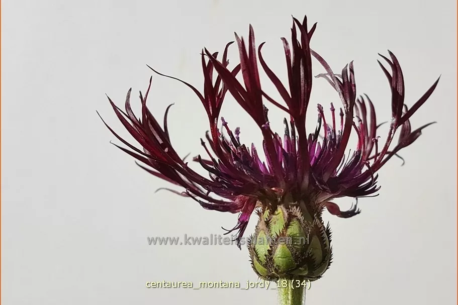 Centaurea montana 'Jordy'®