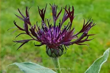 Centaurea montana 'Jordy'®