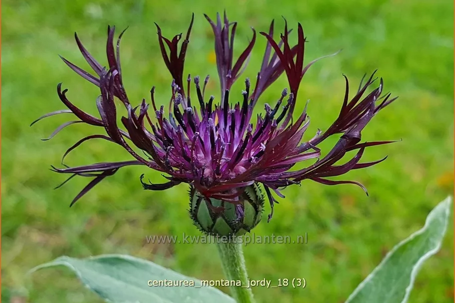 Centaurea montana 'Jordy'®