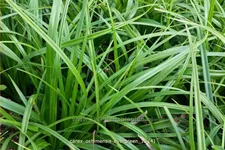 Carex oshimensis 'Evergreen'