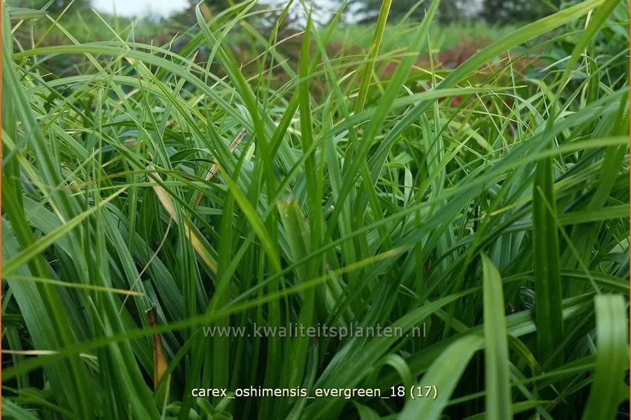 Carex oshimensis 'Evergreen'