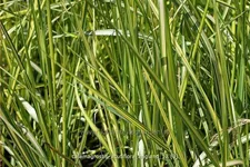 Calamagrostis x acutiflora 'England'