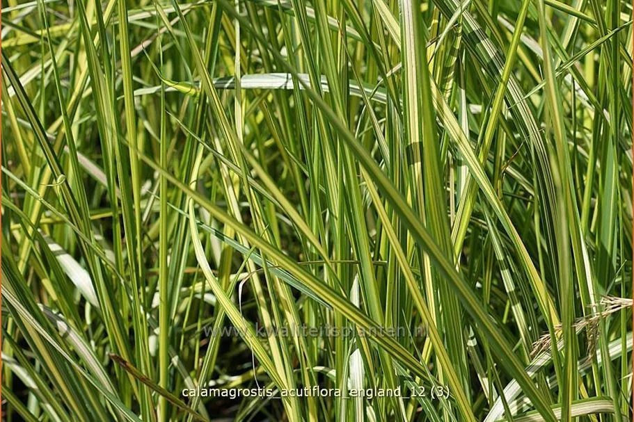 Calamagrostis x acutiflora 'England'