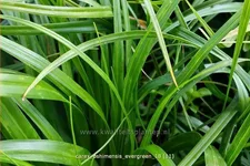 Carex oshimensis 'Evergreen'