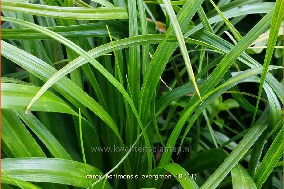 Carex oshimensis 'Evergreen'
