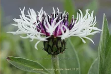 Centaurea montana 'Purple Heart'