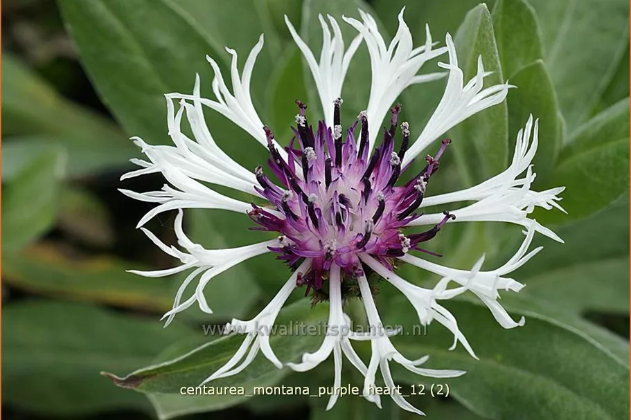 Centaurea montana 'Purple Heart'