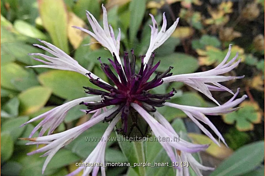 Centaurea montana 'Purple Heart'
