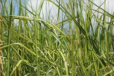 Calamagrostis x acutiflora 'England'