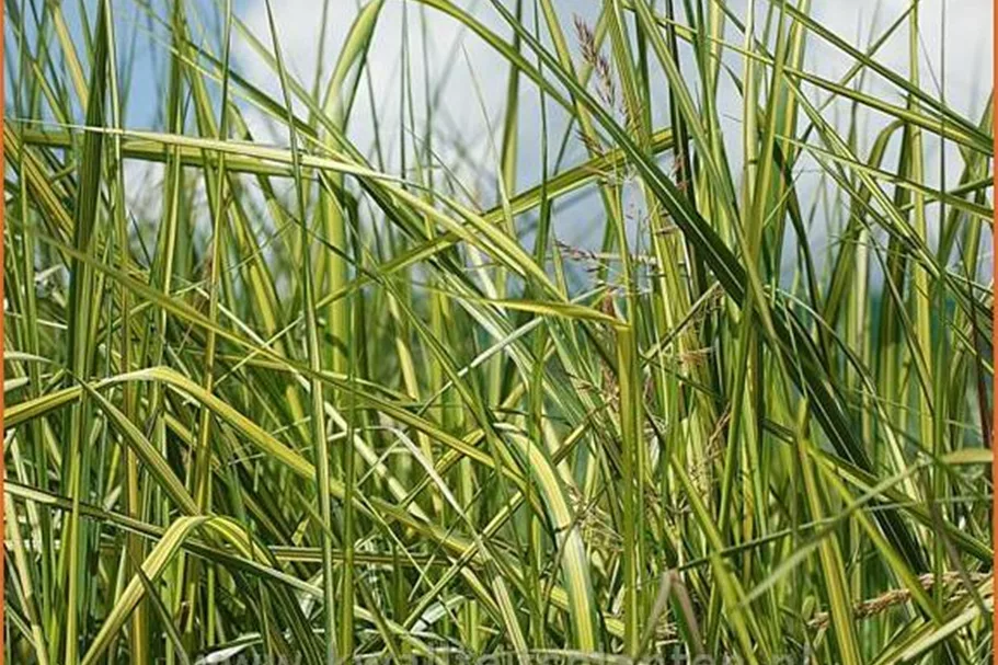 Calamagrostis x acutiflora 'England'