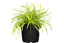 Carex oshimensis 'Evergreen'