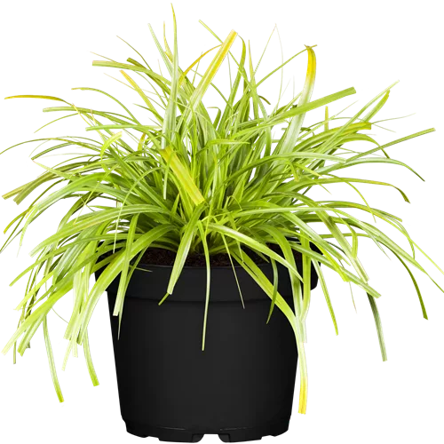 Carex oshimensis 'Evergreen'