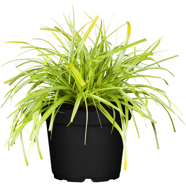 Carex oshimensis 'Evergreen'