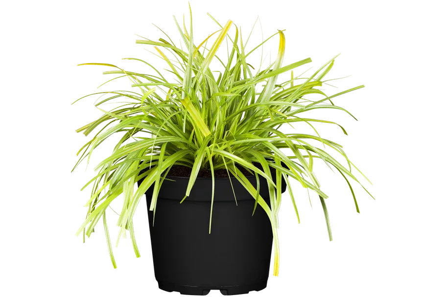 Carex oshimensis 'Evergreen'