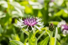 Centaurea montana 'Purple Heart'