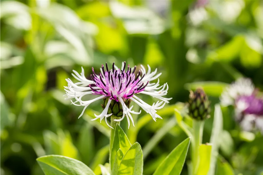 Centaurea montana 'Purple Heart'